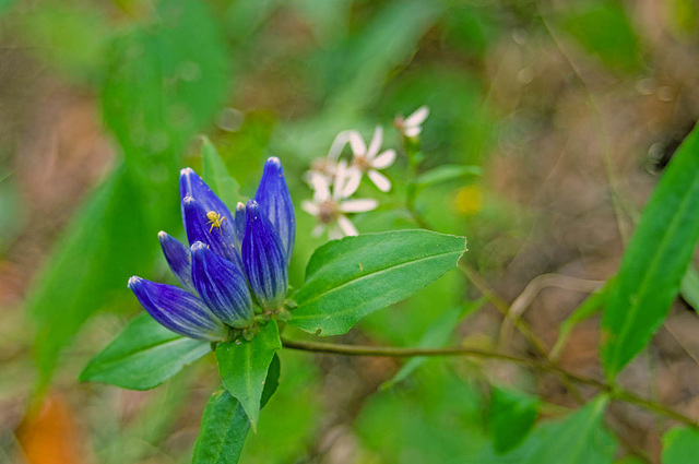 Bottle Gentian