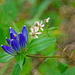 Bottle Gentian