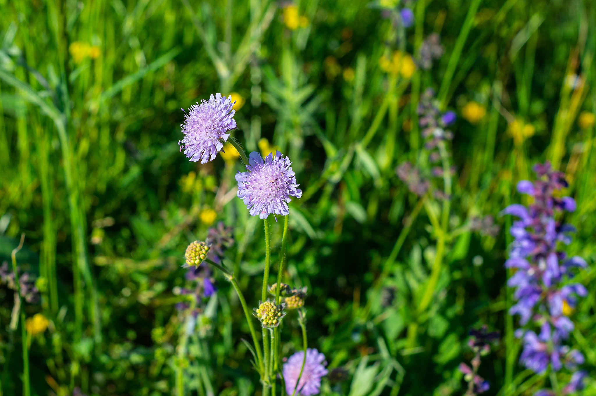 Acker-Witwenblume