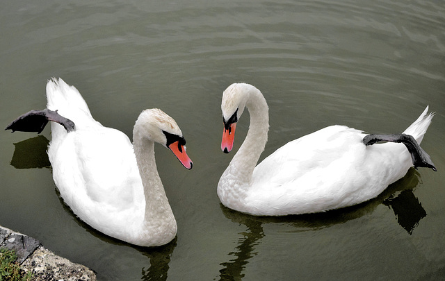 Swans on the Canal