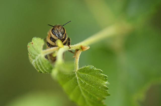 Honey Bee Maple Hurst