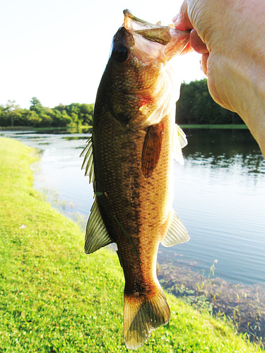 Largemouth Bass, Summer, 2021