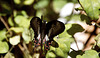 Red-bodied swallowtail