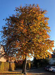 DE - Bergisch-Gladbach - Herbstfarben