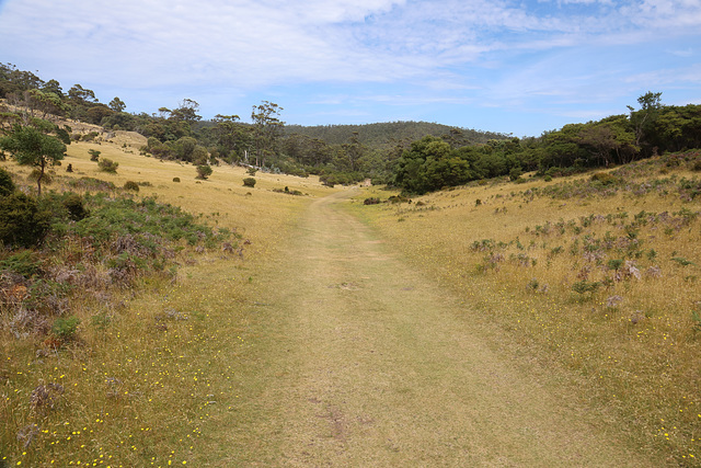 Grassland on Maria Island