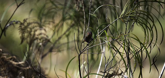 Red Eared Fire tail