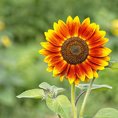 Sunflower (+PiPs)