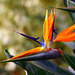 Bird-of-Paradise