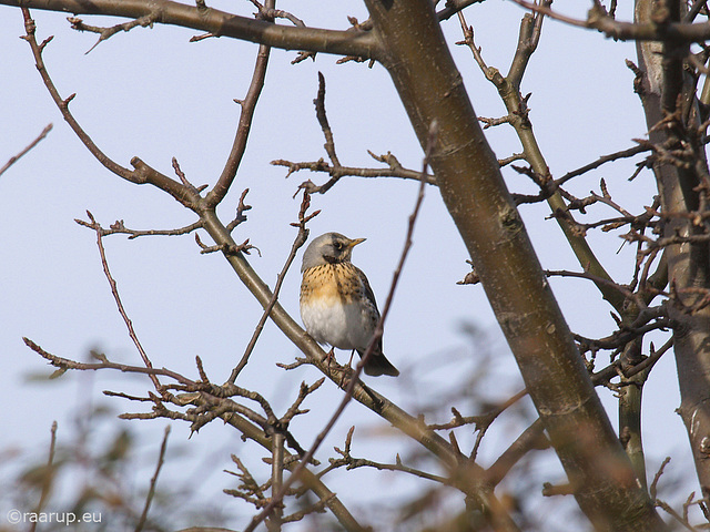 Fieldfare on winter visit (2013)