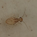 barkflynymph2668