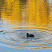 Goldene Wellen
