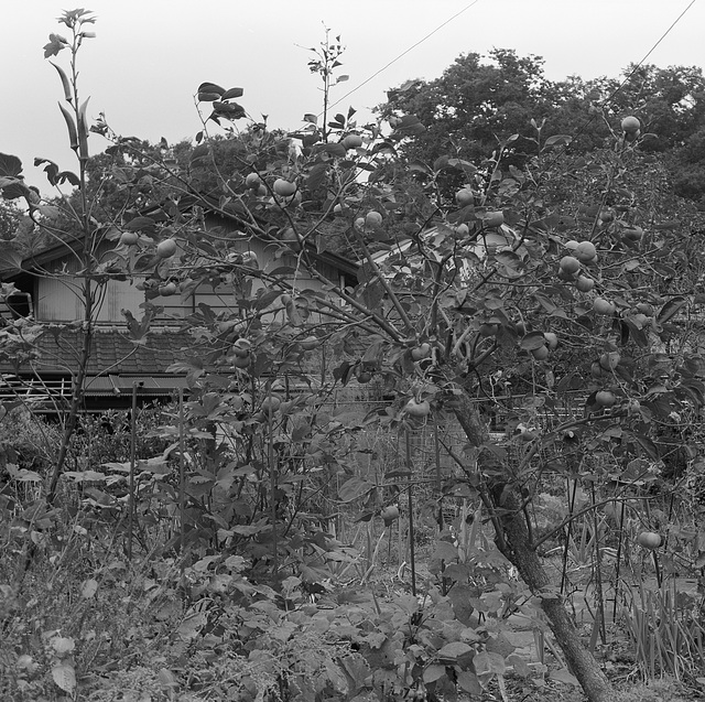 Persimmon tree