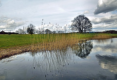 Reflections on the Pond.