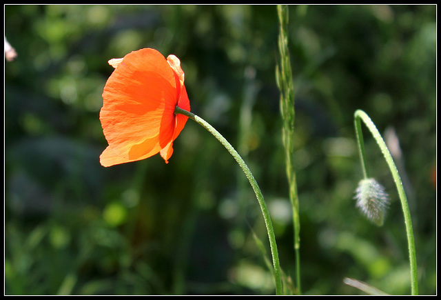 Pavot douteux - Papaver dubium