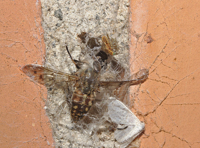 Dead Fly IMG_6457