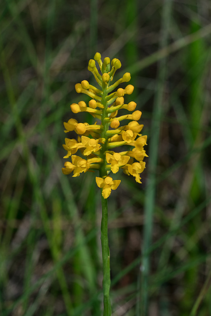 Gymnadeniopsis integra (Yellow Fringeless orchid)