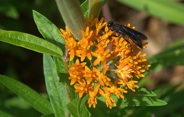 butterfly weed