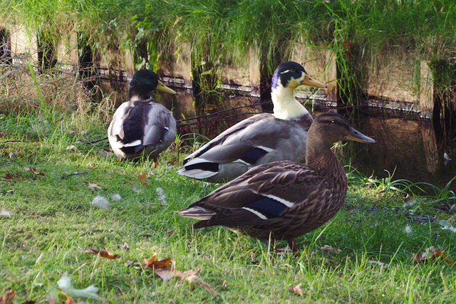 Ducks