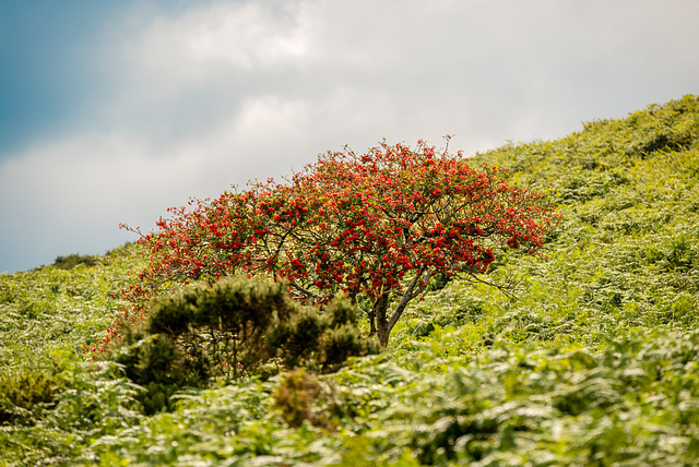 Dartmoor - 20150831