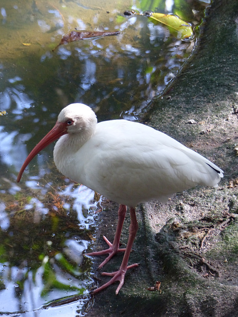 Palm Beach Zoo (6) - 26 January 2016