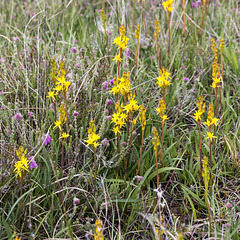 Bog Asphodel at Druim na Claise