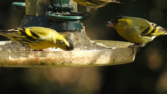 20180330 3252CP~V [D~LIP] Erlenzeisig, Bad Salzuflen