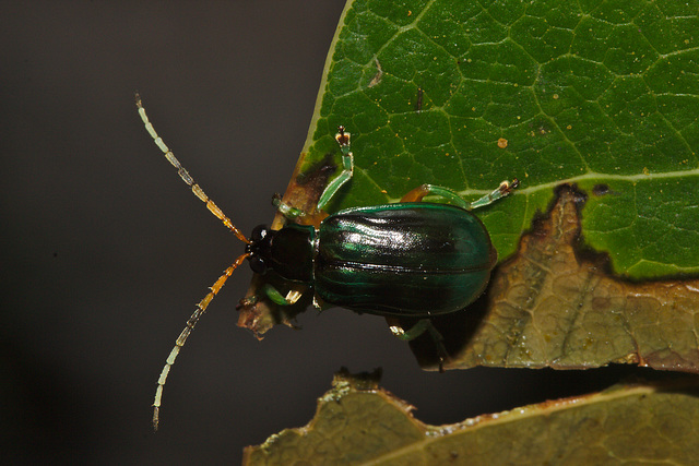 Beetle IMG_6423