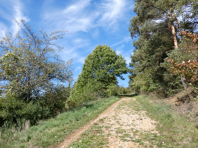 auf dem Münchshofener Berg