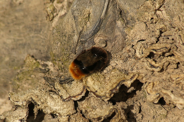 Maple Hurst Sleeping Bumble