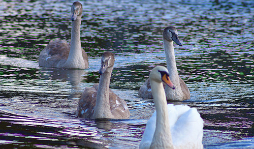 Mute swans.