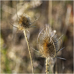 Cardères déséchées - Getrocknete Karden - Dried teasels