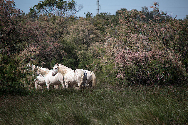 20150517 7837VRTw [F] Camarguepferde, Tour de Carbonniére, Camargue