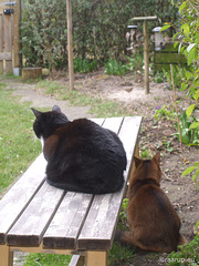 Watching sparrows on the feeder