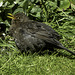Hen Blackbird sunbathing