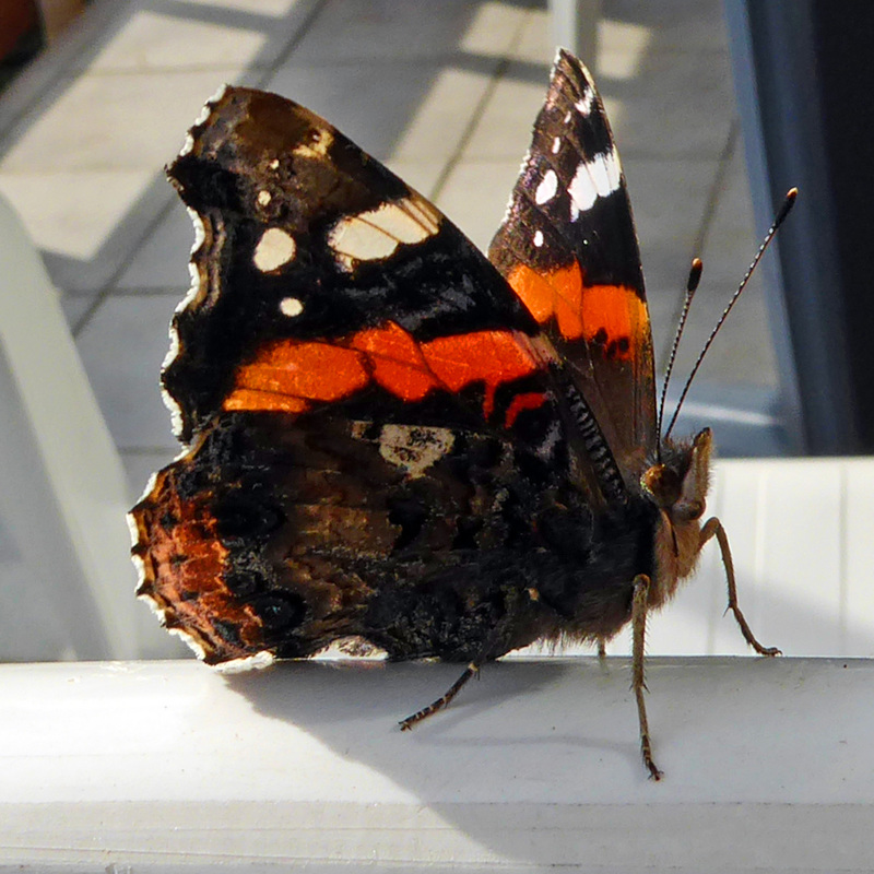 Schmetterling