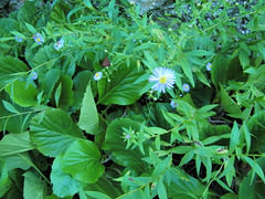 Verdure fleurie