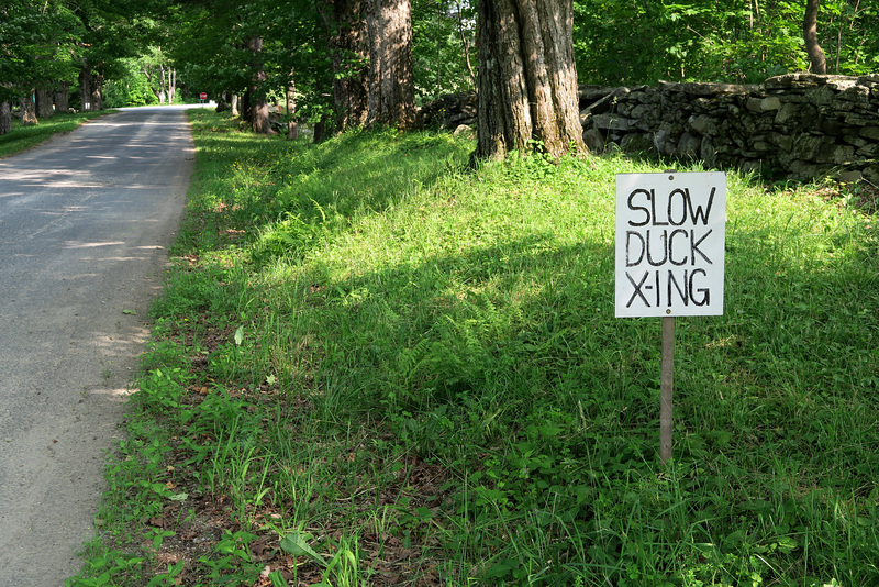 IMG 5808-001-Slow Duck Xing