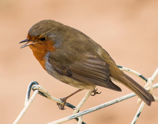 Singing robin