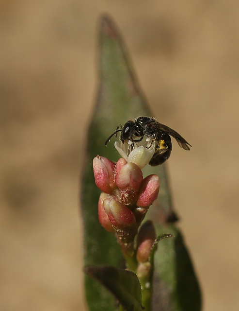 Maple Hurst Tiny Bee on Water Pepper B