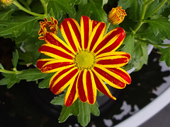 Schöne Blüte