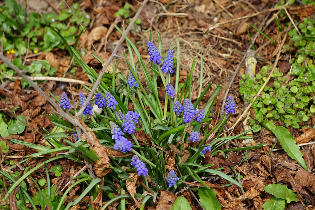 Traubenhyazinthen