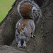 EF7A8595 Squirrel