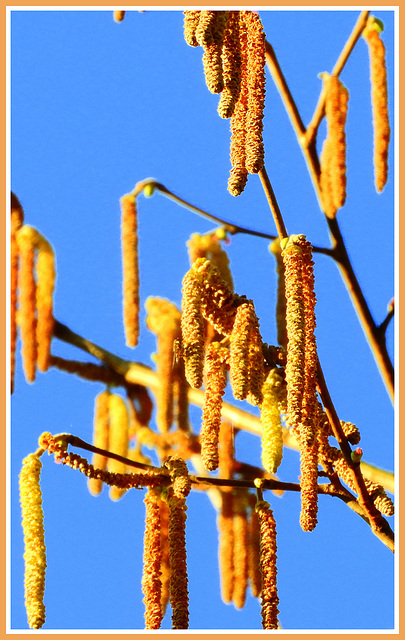 Qurillus   Avalana (Noisette)