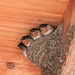 Young Welcome Swallows in our hotel