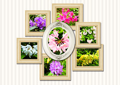 SH-Wadfriedhof- 10.05.2026 SH-Wadfriedhof- 10.05.2026