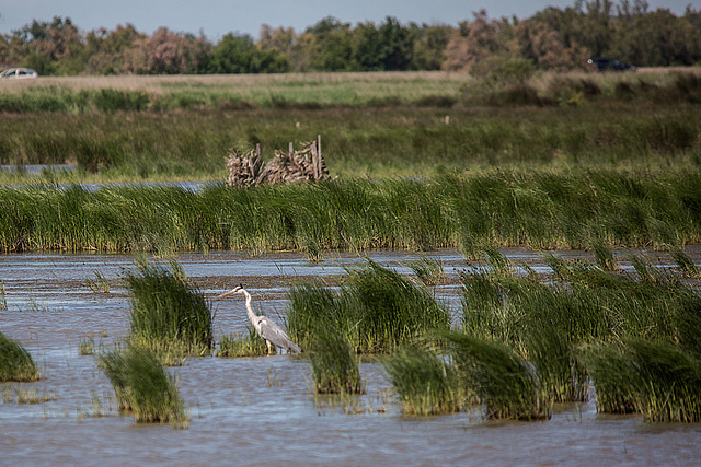 20150517 7839VRTw [F] Graureiher (Ardea cinerea), Tour de Carbonniére, Camargue