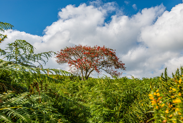 Dartmoor - 20150831