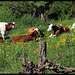 HFF- Le bonheur est dans le pré