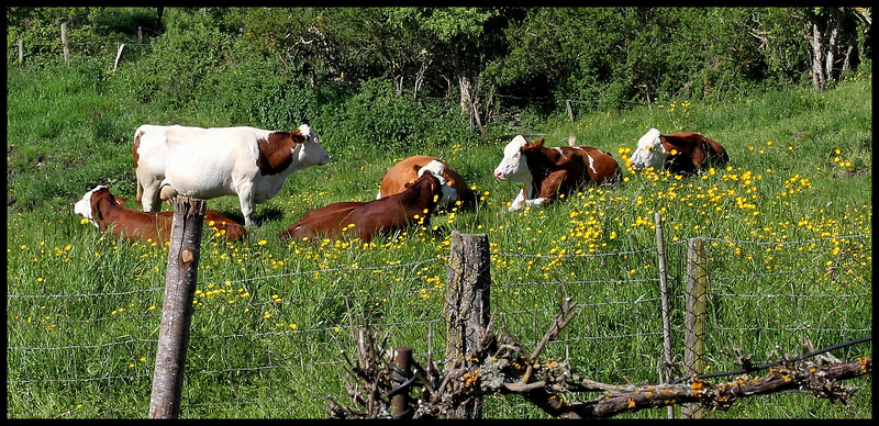 HFF- Le bonheur est dans le pré