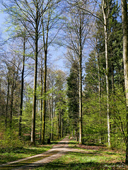 Waldweg auf dem Seerücken über dem Bodensee(Untersee)